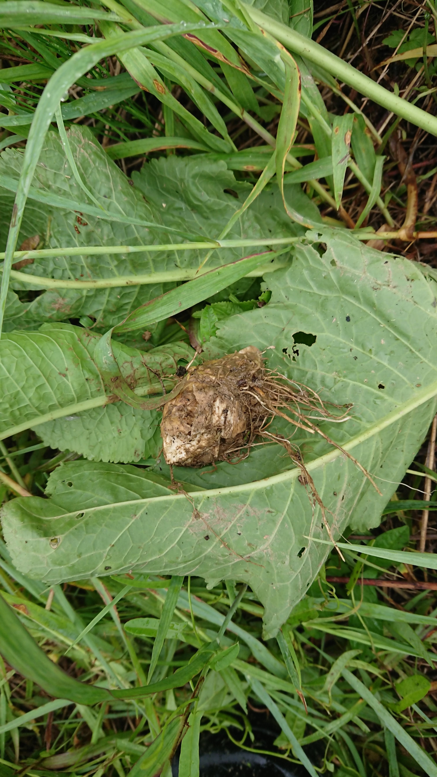 西洋ワサビをイノシシがかじっていました2020-07-30