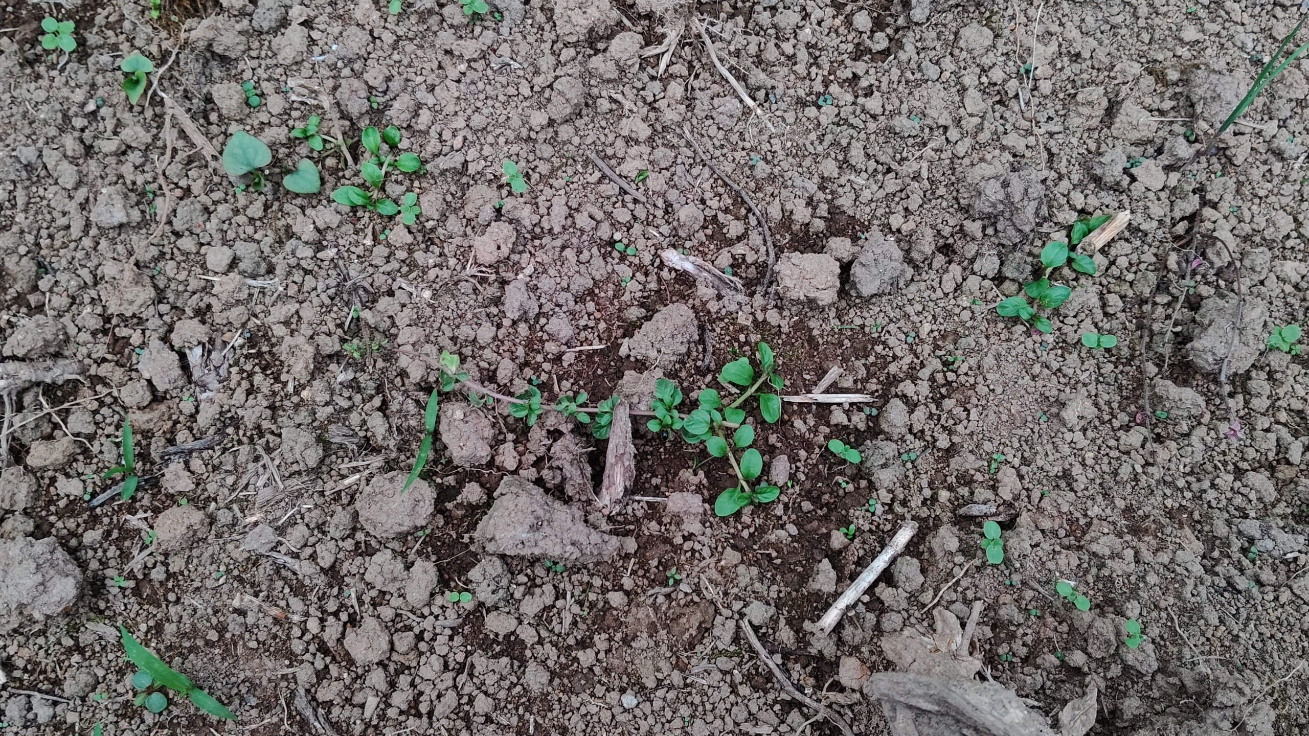 ペニーロイヤルミントを移植した区画です-2020-10-11