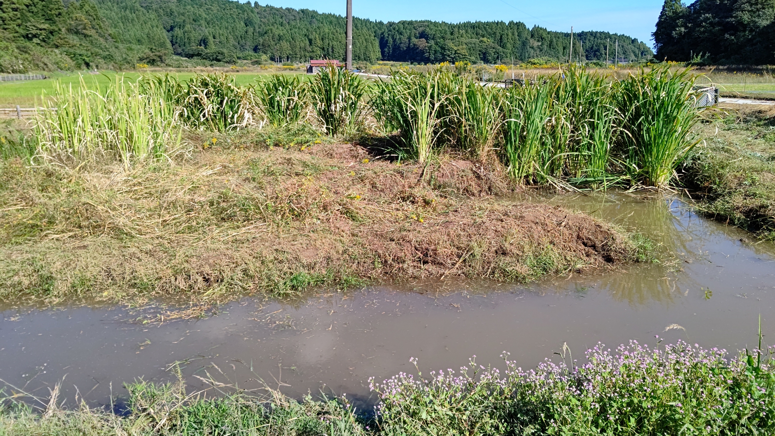 マコモダケのマコモです-2020-10-16