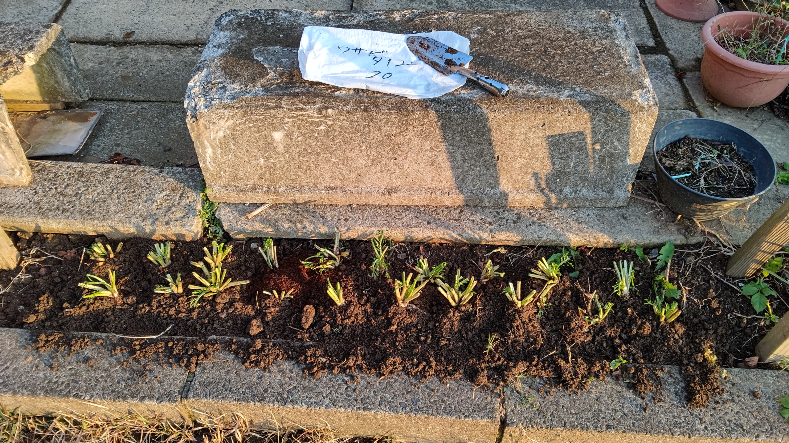 ホースラディッシュの苗20本を土の中で一時保存です-2020-10-31