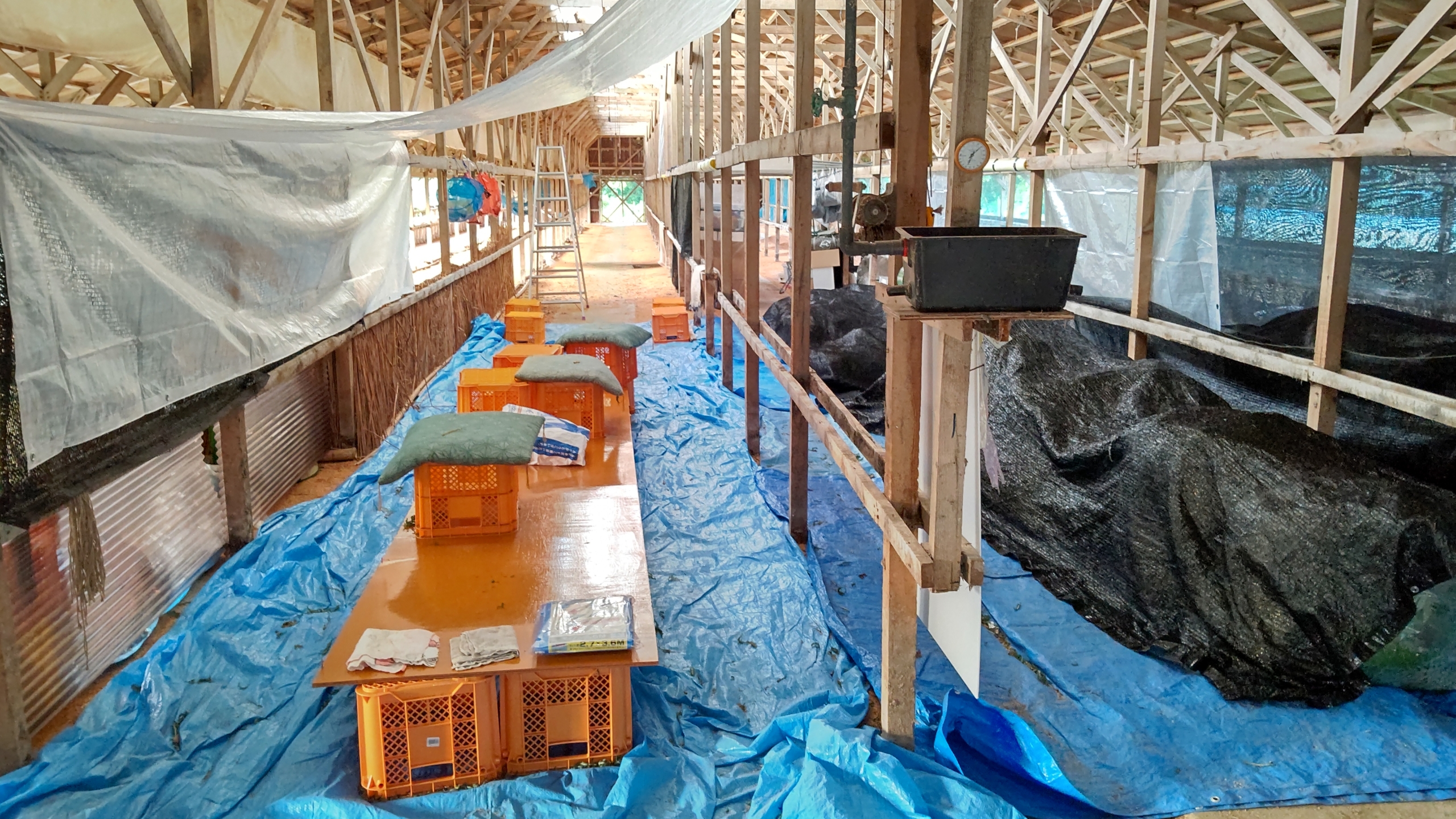 今のウラジロ採取をしたあとの作業所です-2020-11-01