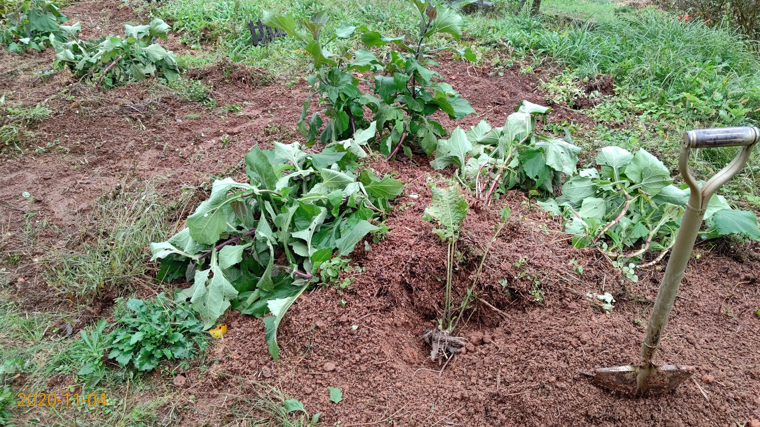 西洋わさび（レフォール）をヤーコンとキクイモの畑に植え込みました-2020-11-05