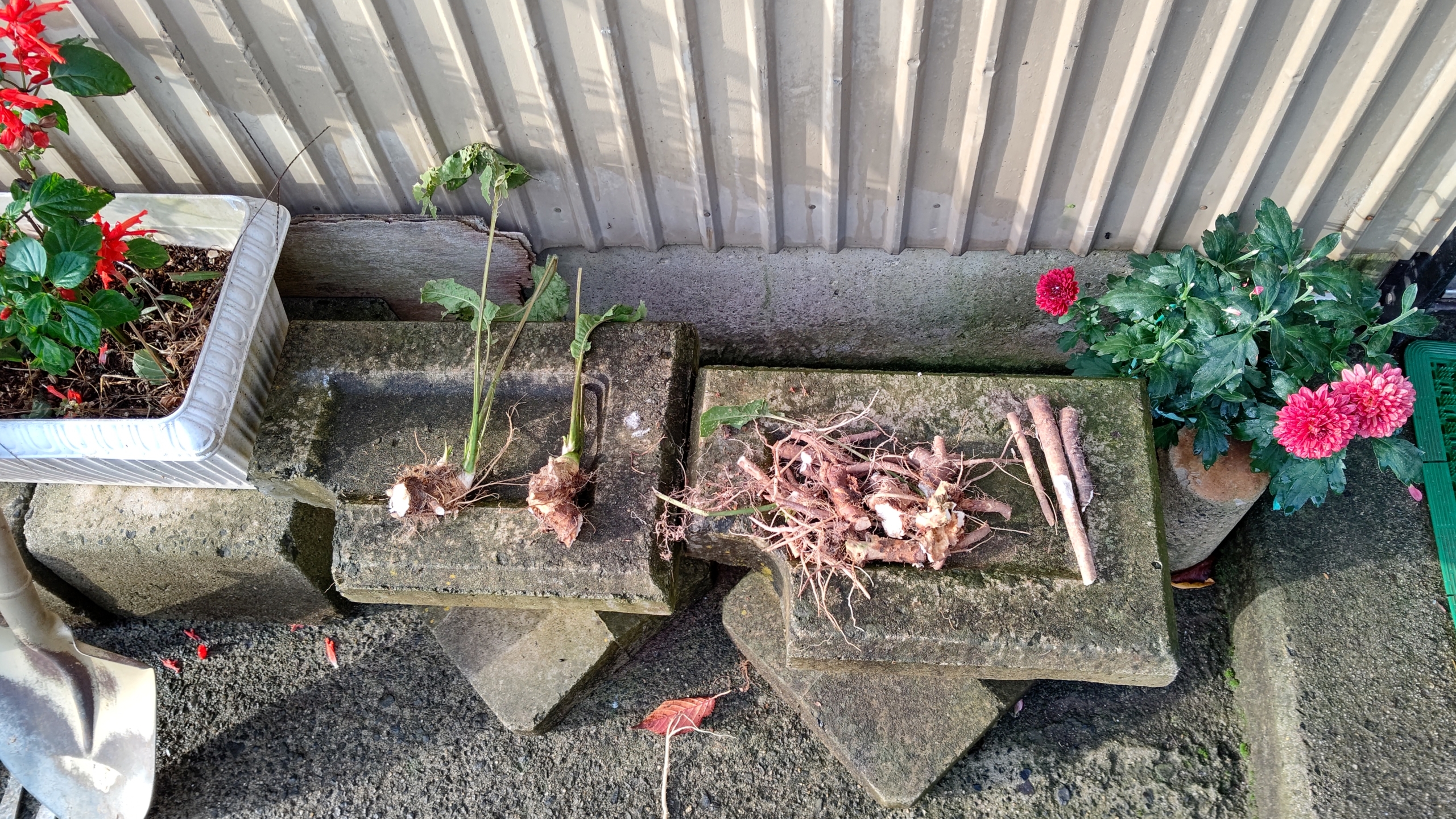 残りの西洋わさび（レフォール）は、自宅の家庭菜園に植えつけました-2020-11-05