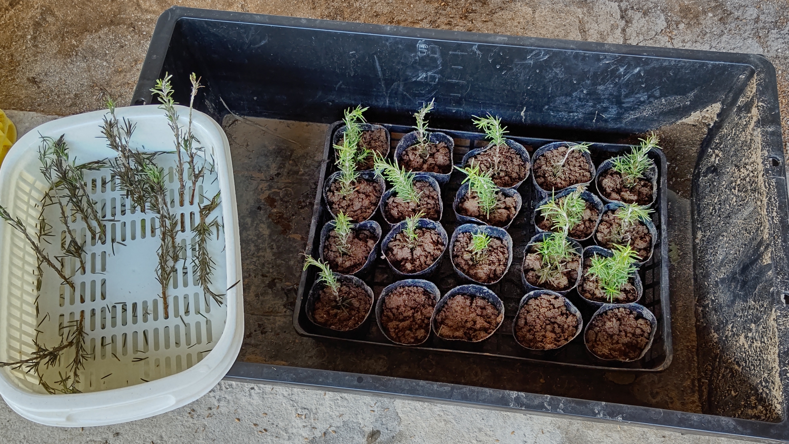 ローズマリートスカナブルーのポット苗作りました-2020-11-05