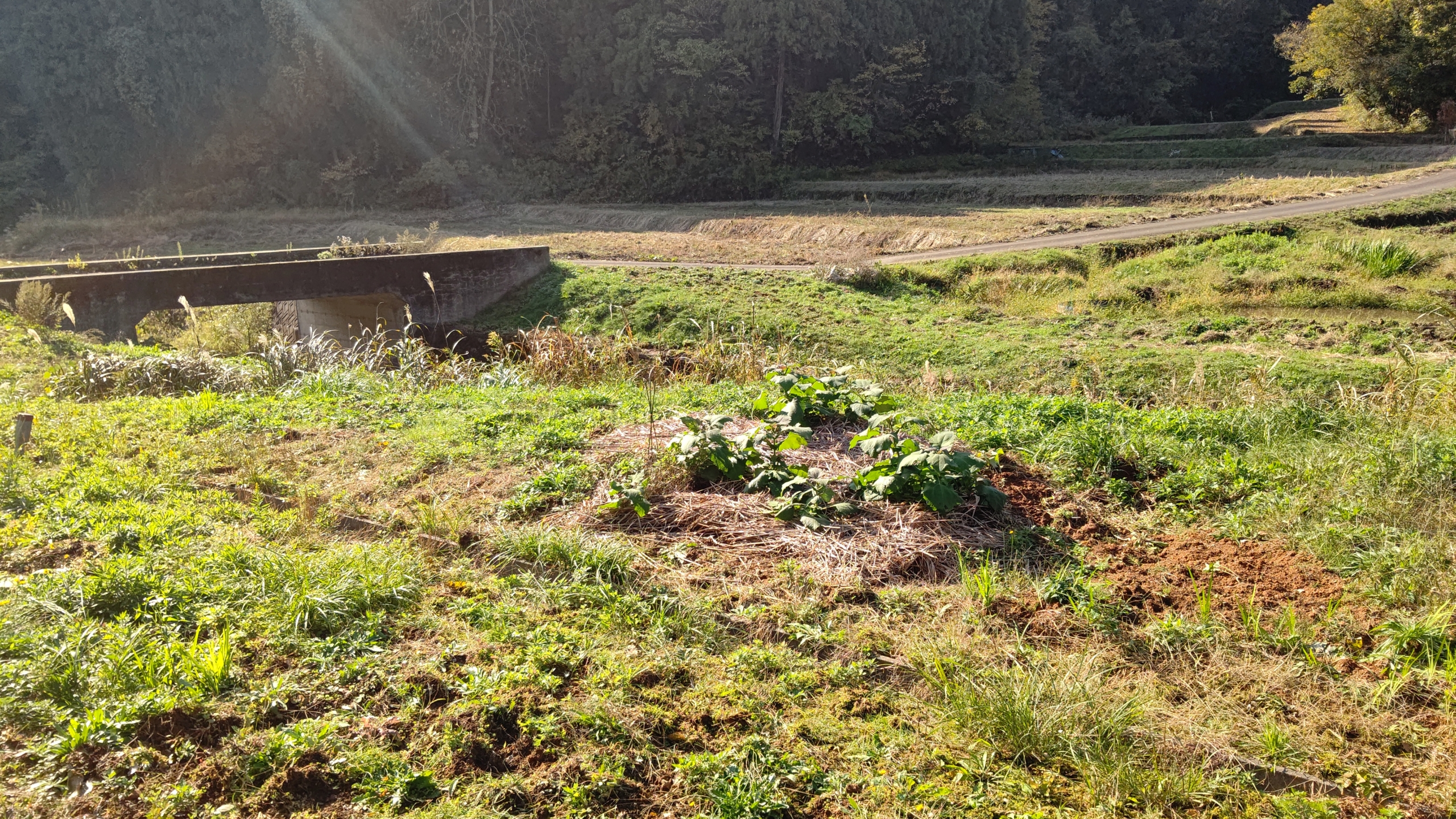 西洋わさび（レフォール）を使ったイノシシ避けはうまく行きそうですね-2020-11-12