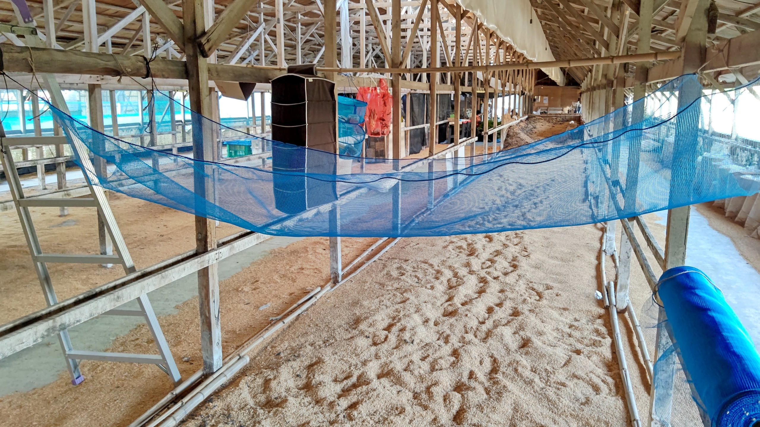 防風ネットでヤーコンの葉っぱを乾燥させるハンモックを作った-2020-11-19