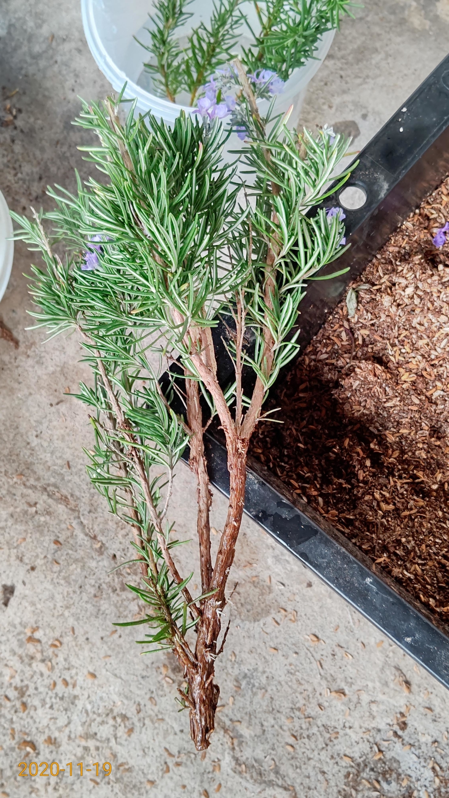 ローズマリートスカナブルーの苗を作ってます-2020-11-19