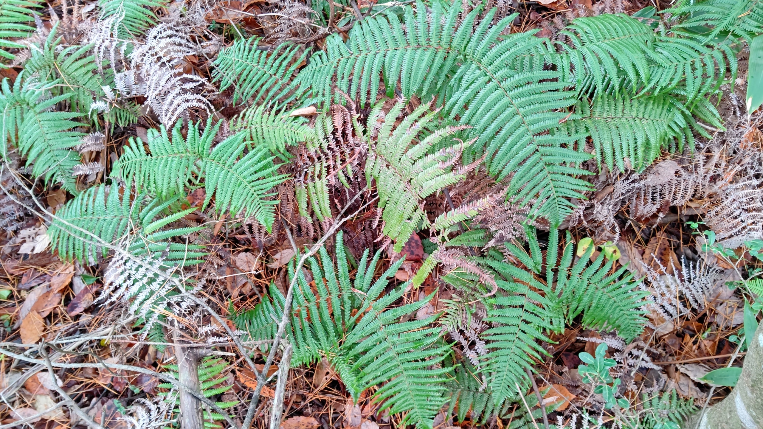 和歌山県庁のウラジロについての資料です-2020-12-02