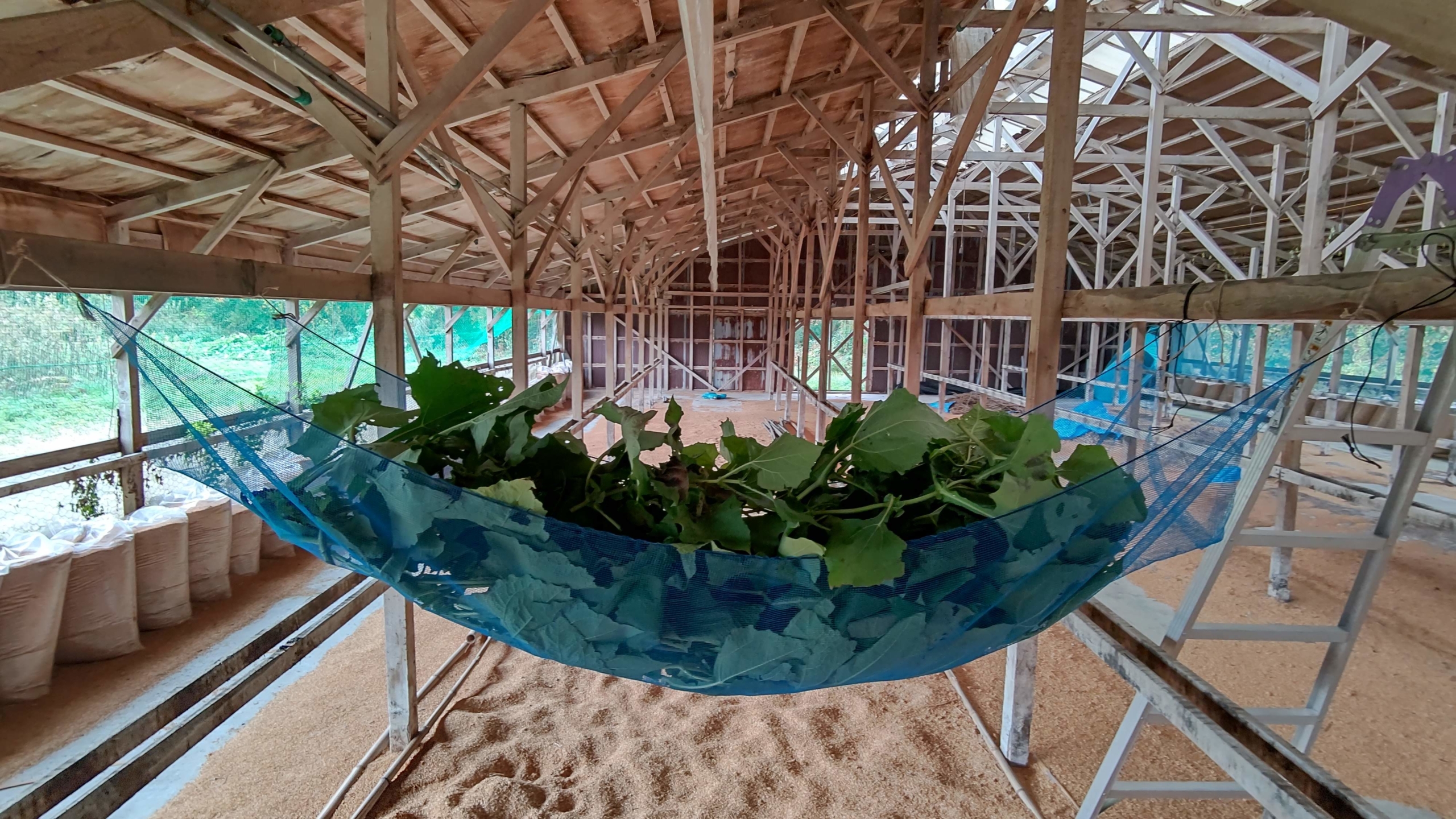 ヤーコンの葉っぱでお茶を作るために一部を刈り取りました-2020-12-01