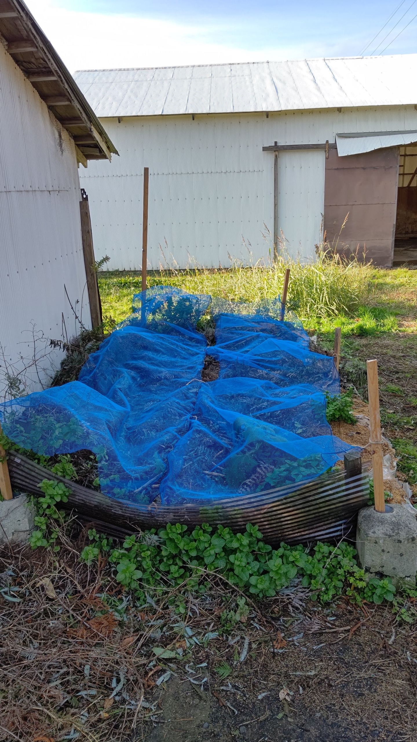 注文を受けた分のウラジロはでき上がりました-2020-12-03