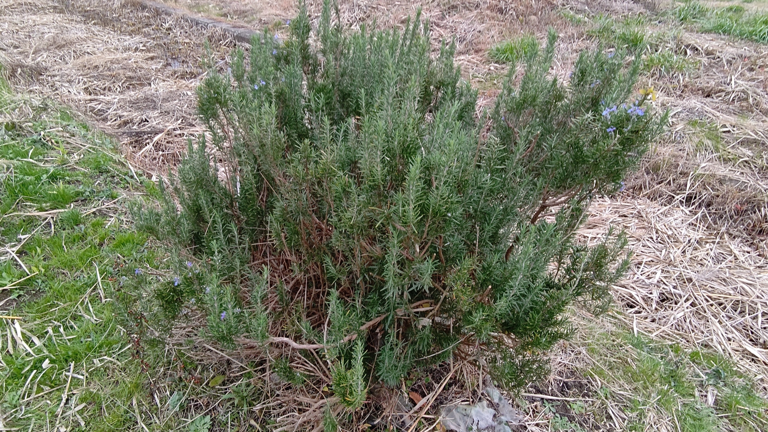今年も森本石油さんにローズマリーを届けました-2020-12-07