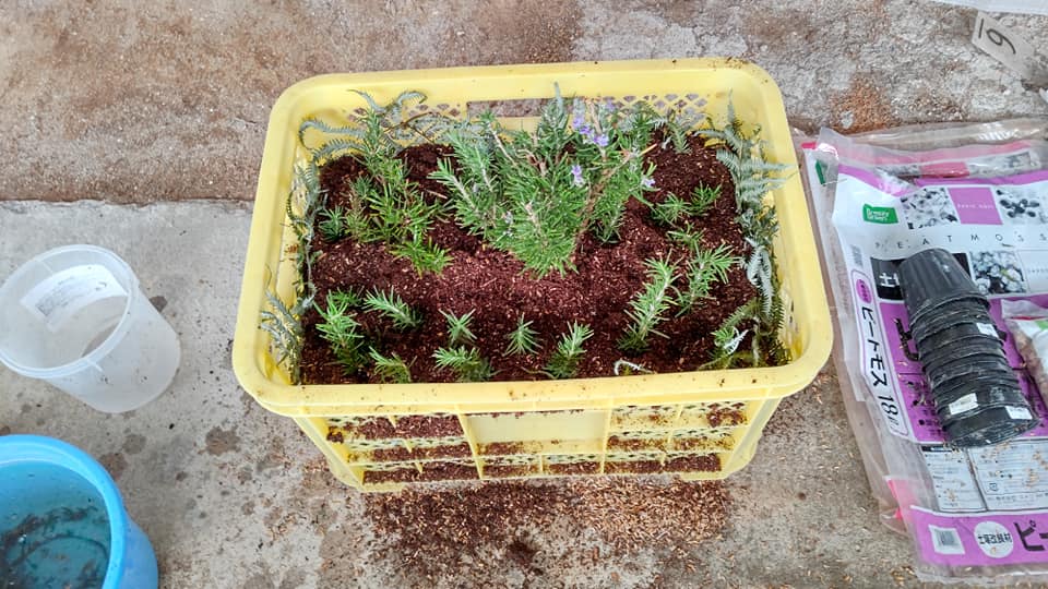 ローズマリートスカナブルーを収穫コンテナに移しました-2020-12-16