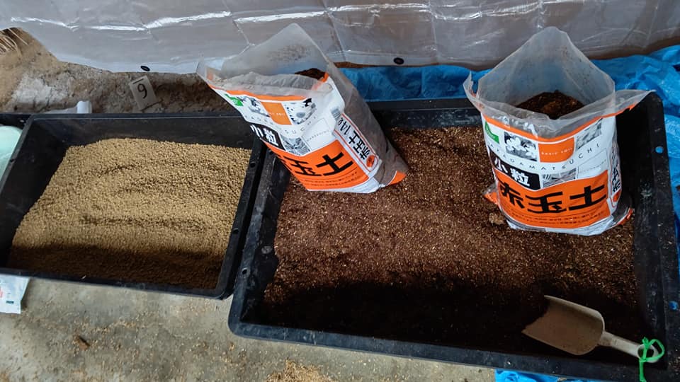 こっちの赤土に似せるためにローズマリーの土を作り変えました-2020-12-19