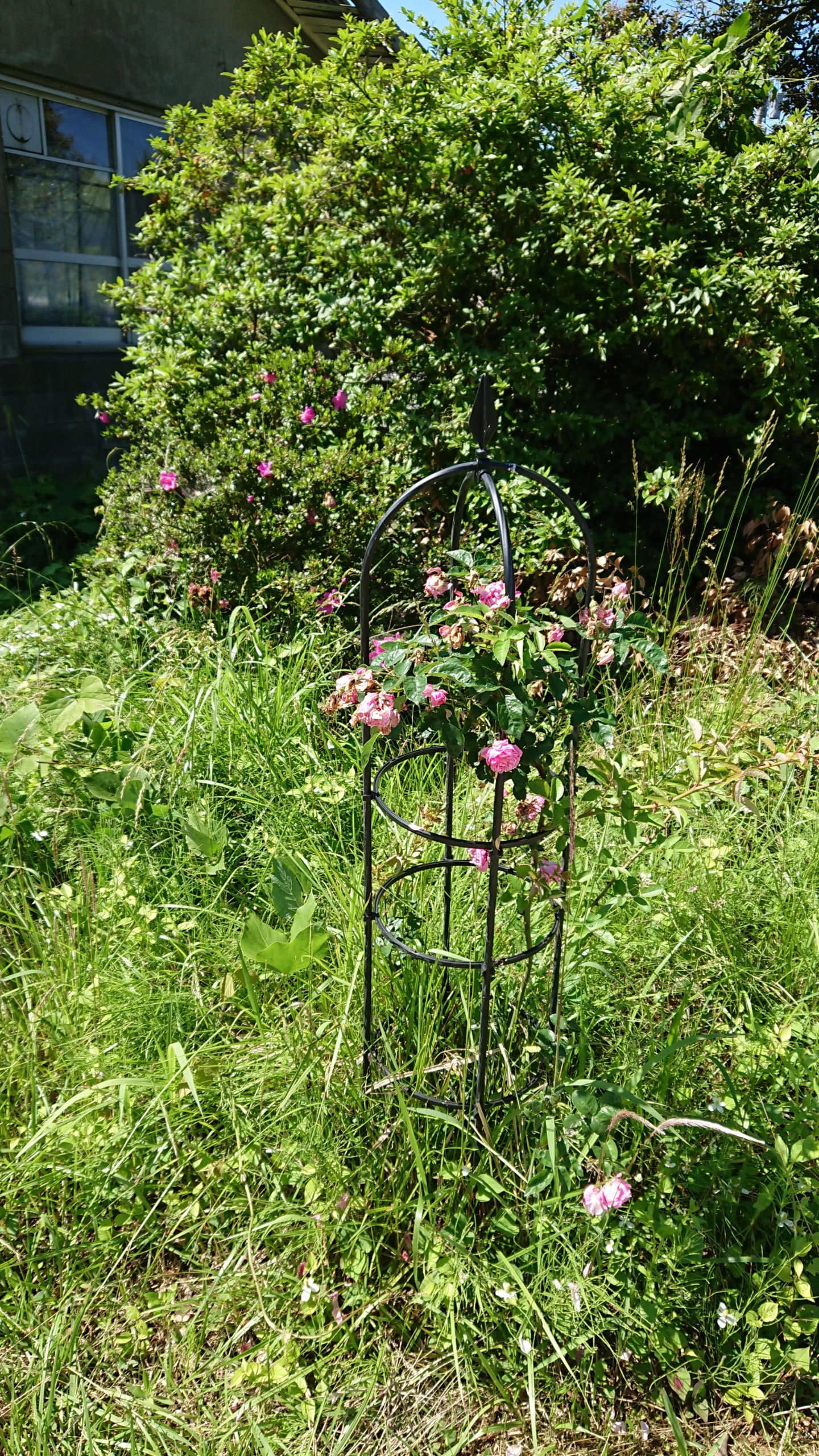 野バラが大きく育ったので、アーチを新設-2021-02-07