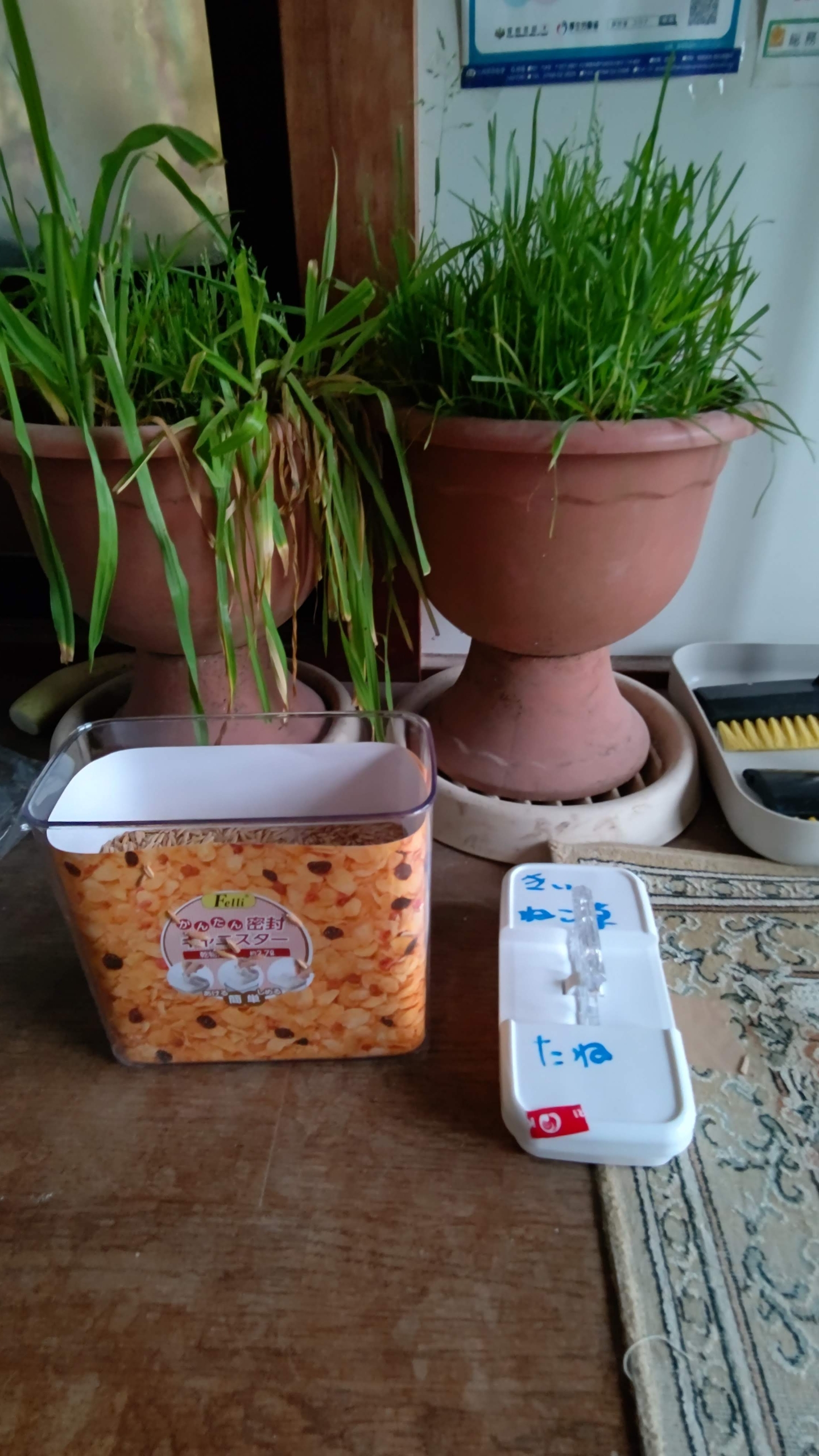 ペットショップなどで売っている猫草のたねです。えん麦です-2021-01-22