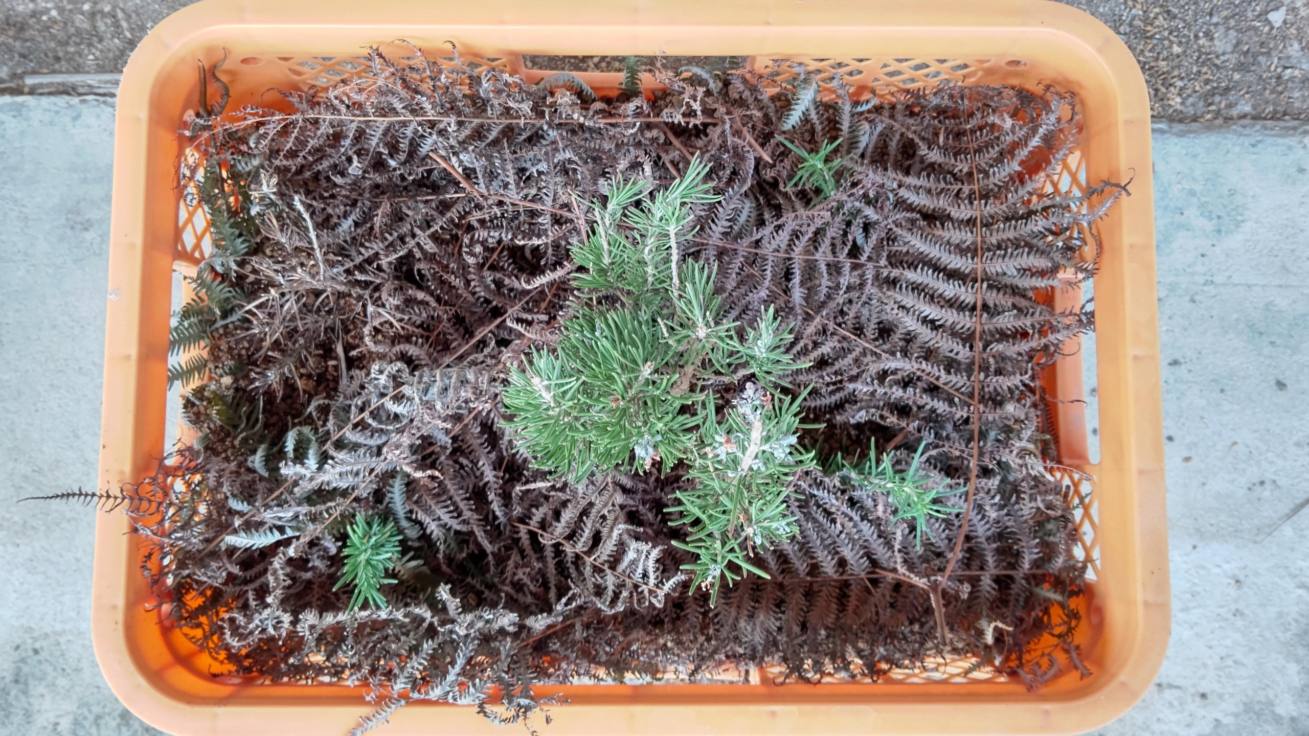 花や野菜の苗作りを始めると一番大変なのが、水やりと温度管理-2021-01-31