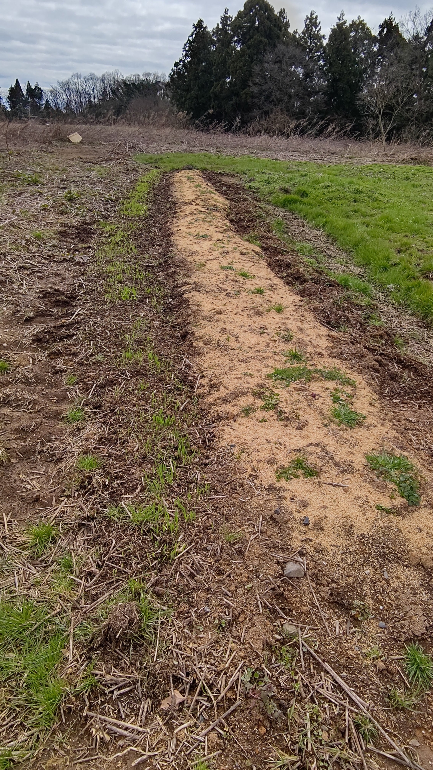 猫草で売っているえん麦ですが、発芽を確認できました-2021-03-09