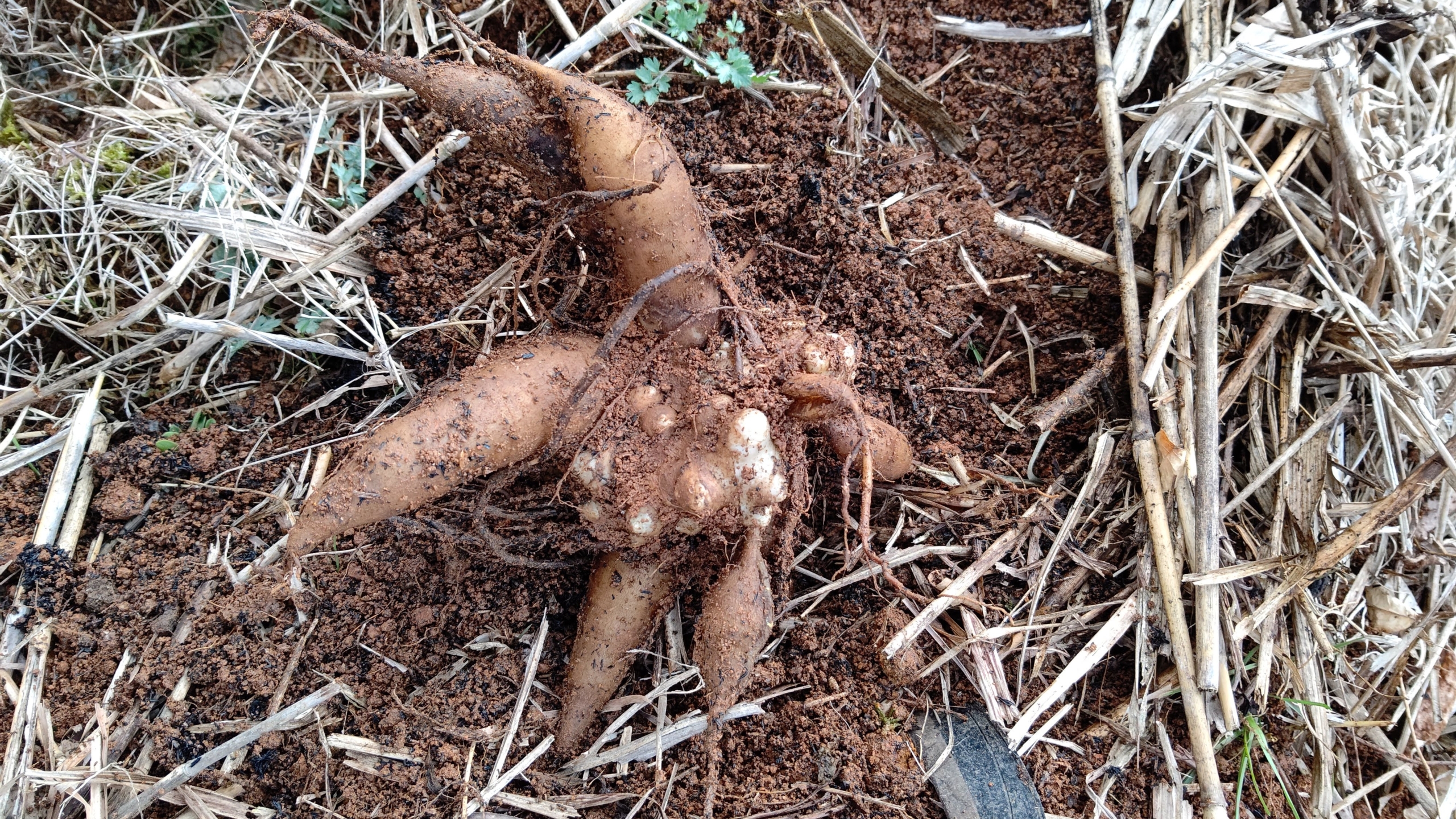冬の間ずっと畑に埋めっぱなしにしていたヤーコンを掘り起こしました-2021-03-27