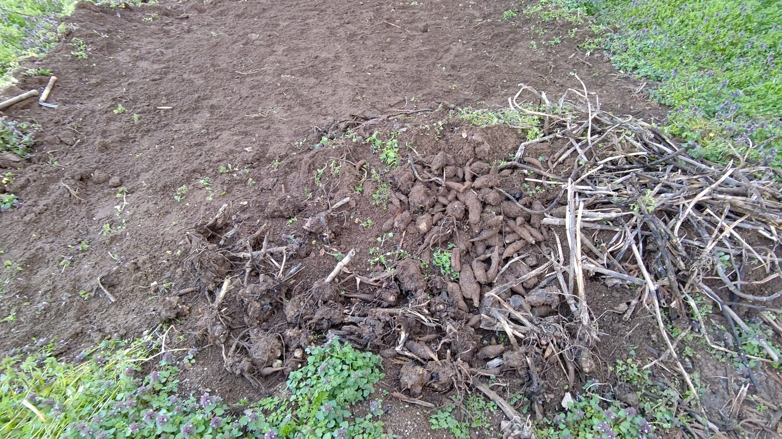 去年の北國新聞朝刊に出してもらったヤーコン畑です-2021-03-27