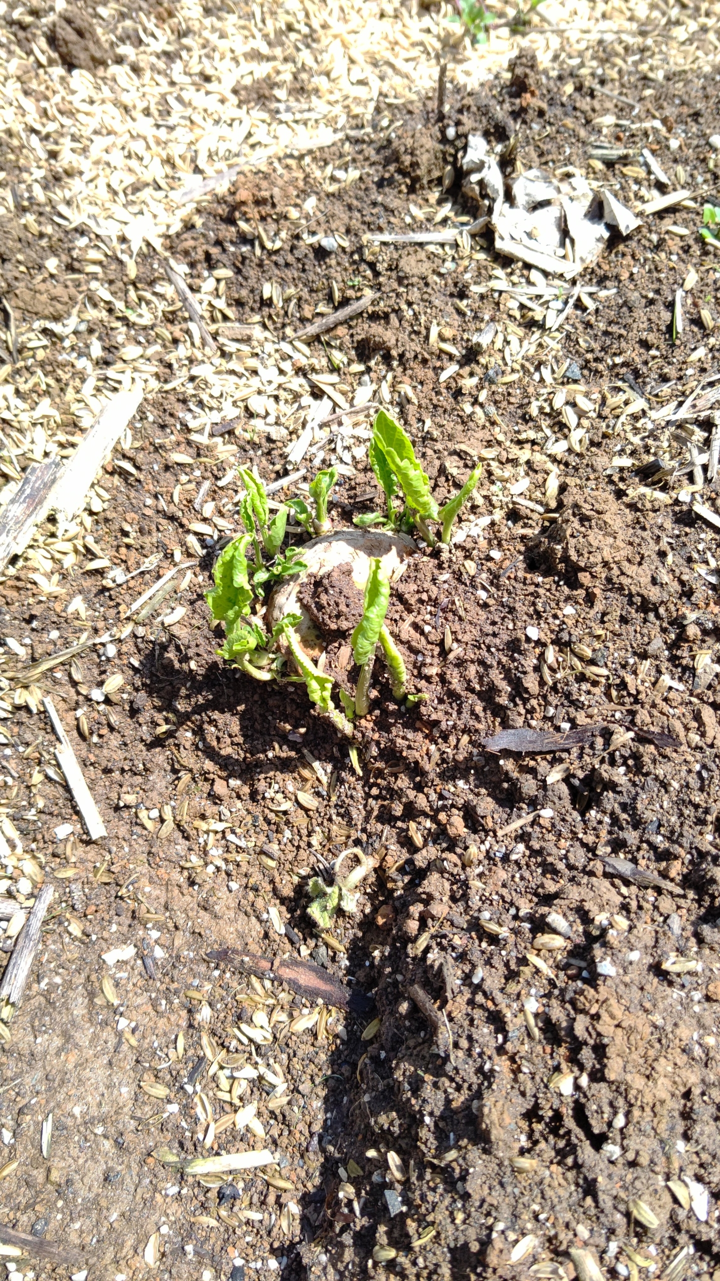 北海道十勝産の西洋わさびが一番成長が早いです-2021-03-29