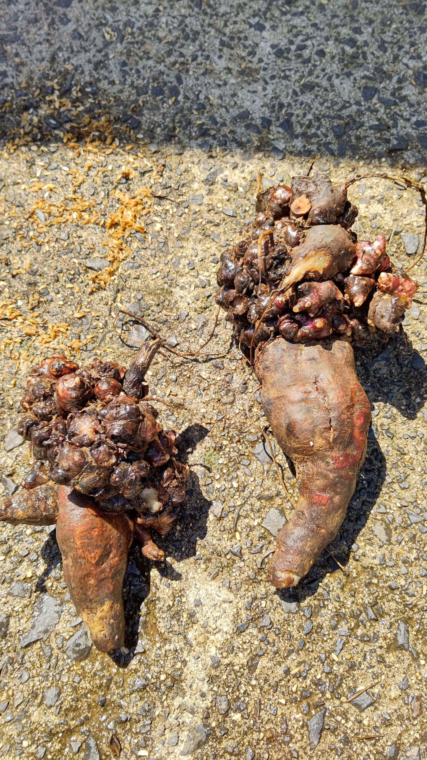 ２０２０年産のヤーコンは、変わった形のイモが収穫できました-2021-04-05