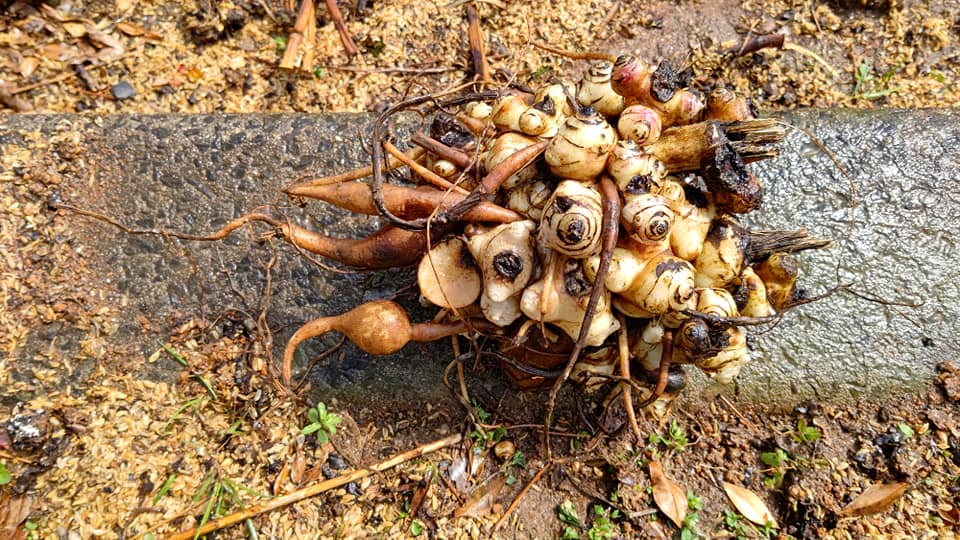 今年は、ホームセンターのコメリ穴水店でヤーコンの種イモが２球５００円で販売されていました-2021-04-0８