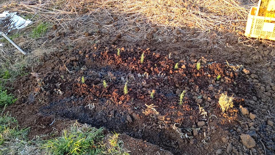 ローズマリートスカナブルーの苗を地植えにしました-2021-04-09