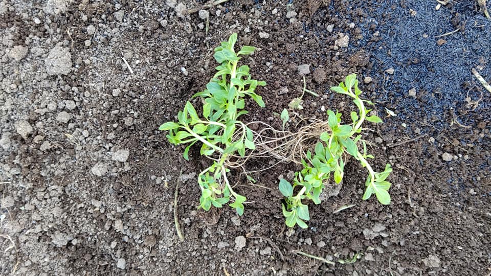 イノシシ対策でペニーロイヤルミントを試してみた2021-04-09