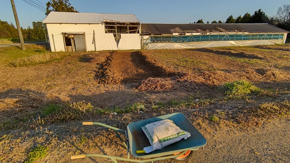 セイタカアワダチソウの根っこを取る作業始めました(2)-2021-04-11