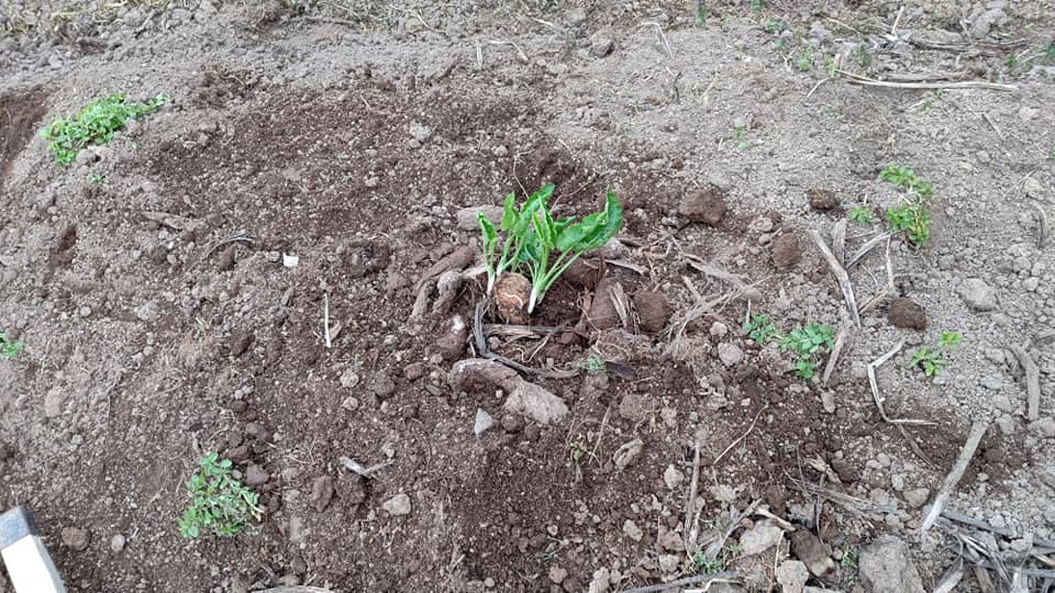 ペニーロイヤルミントではイノシシは防ぐことができませんでした-2021-04-12