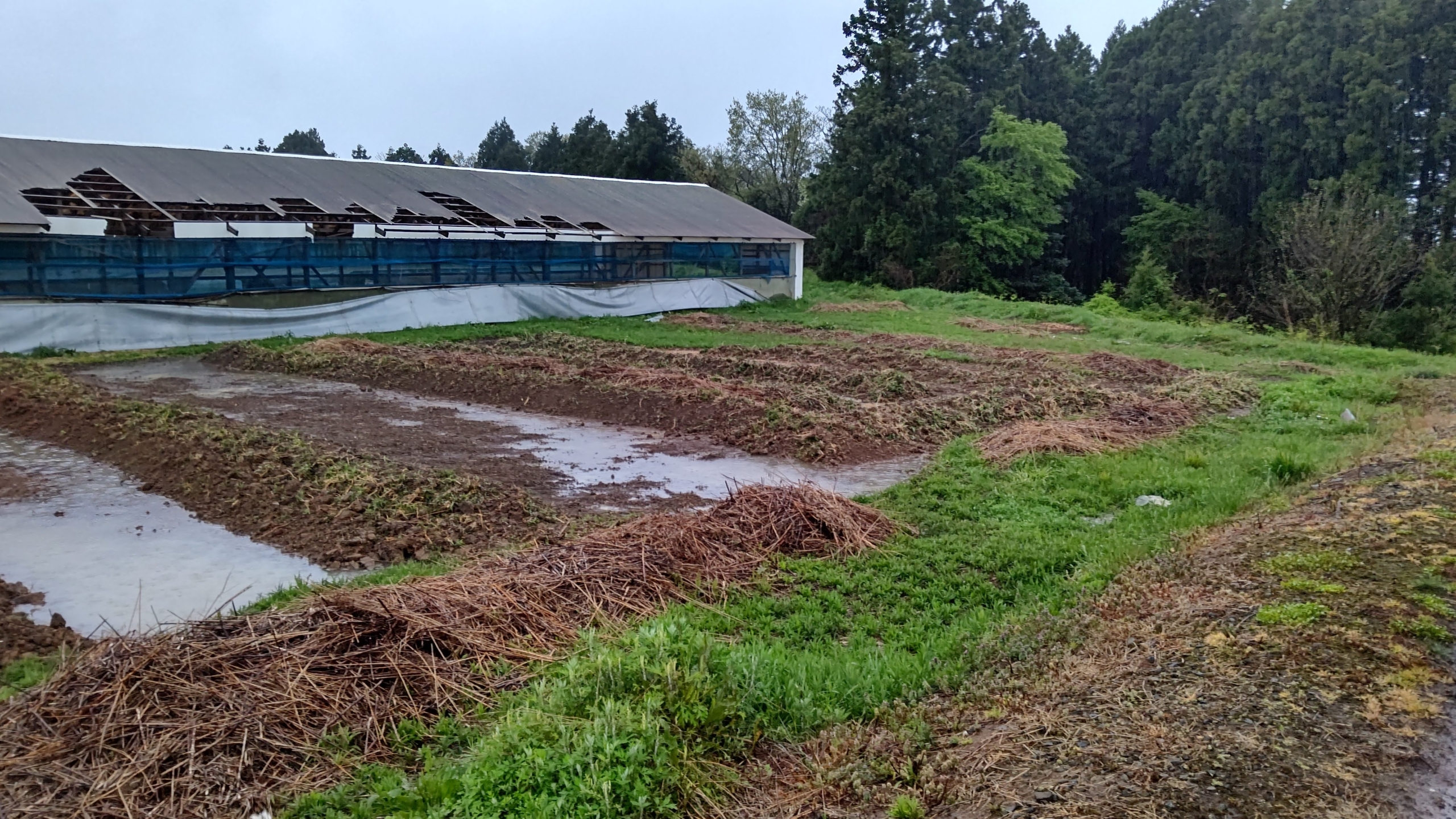 今日もセイタカアワダチソウの群落になっている地面の表土を削っていました-2021-04-29