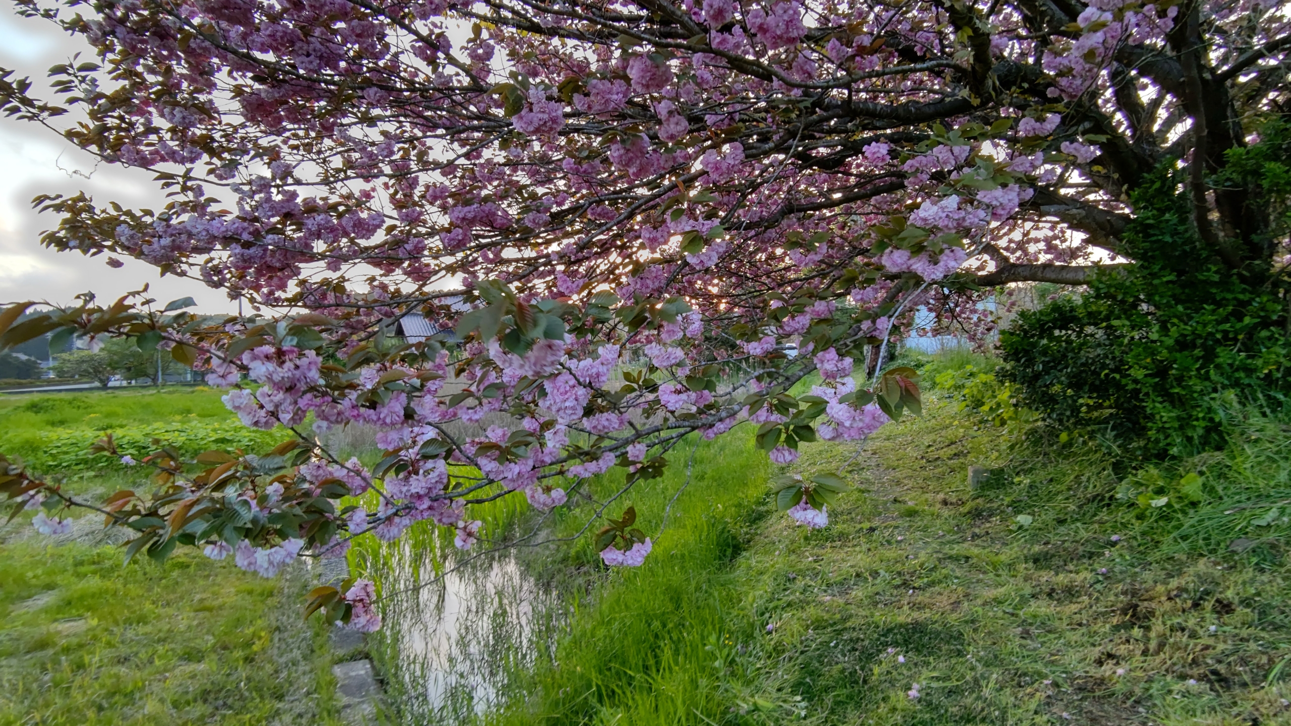 八重桜も散り始めです-2021-05-03