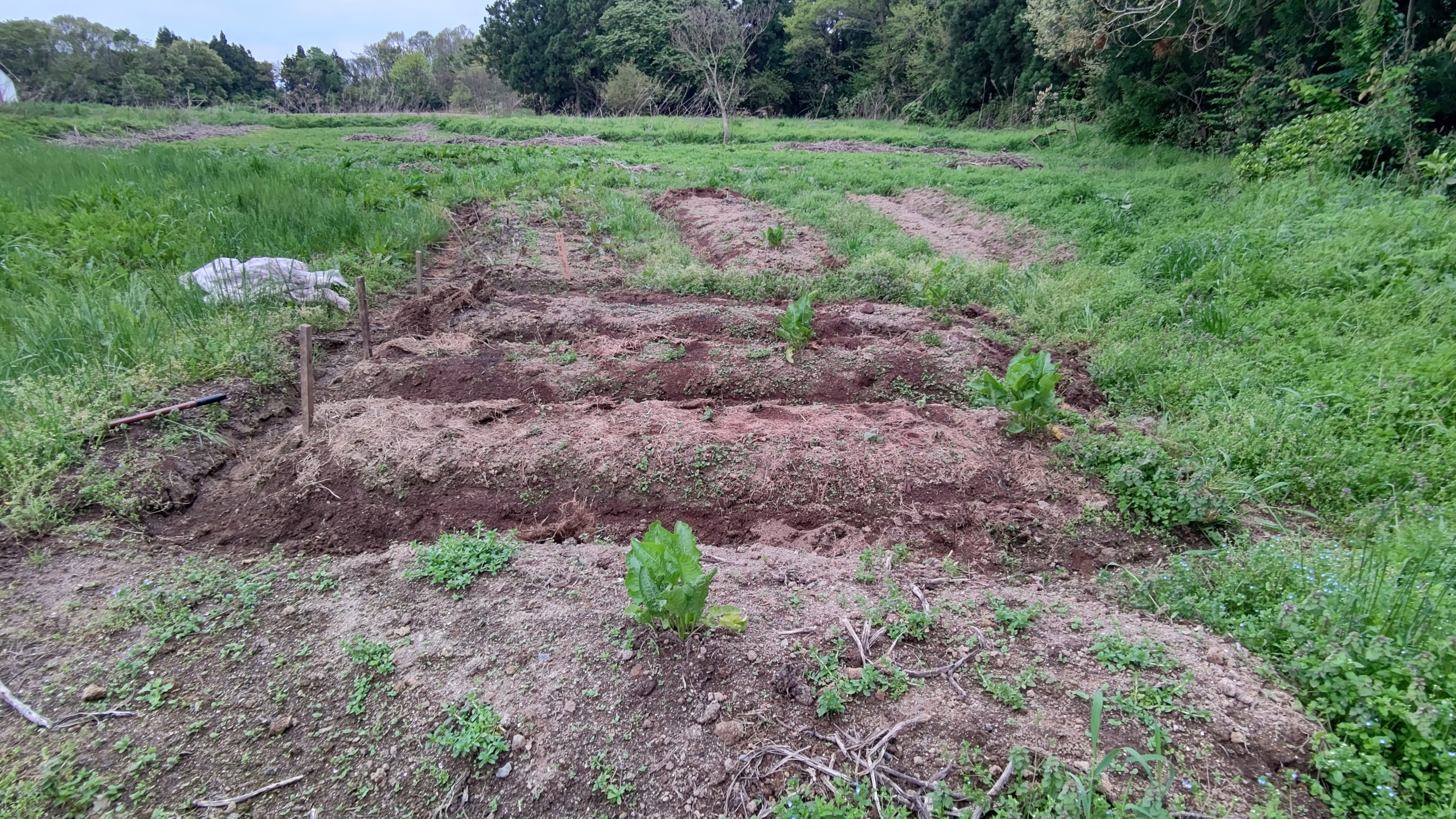 ヤーコンの種イモの上にかぶせていた不織布を取りました-2021-05-07