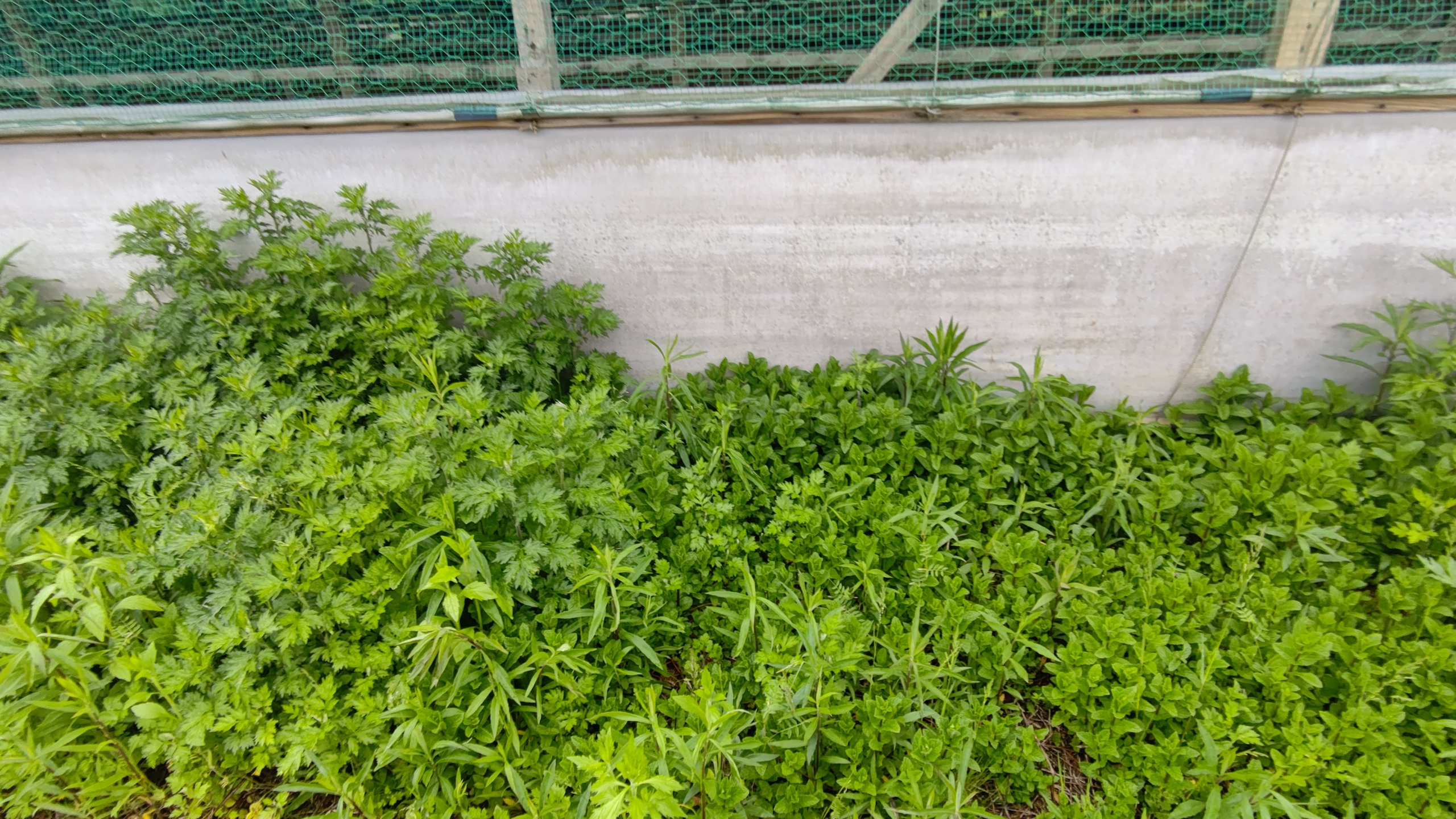 今から3年前の2018年8月17日にアップルミントを植えました-2021-05-17