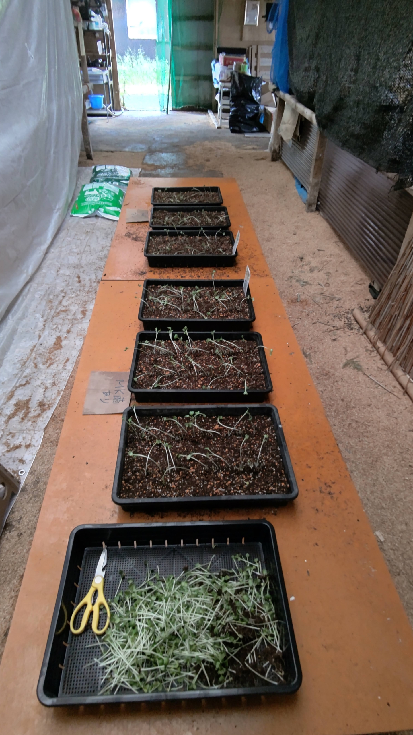 葉大根ですが、カイワレ大根になりました-2021-05-21