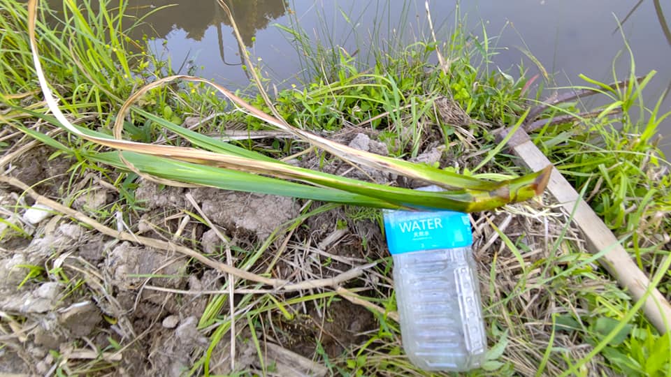 奈良県まで運んだ匂いショウブをショウブ池に戻しました-2021-07-19