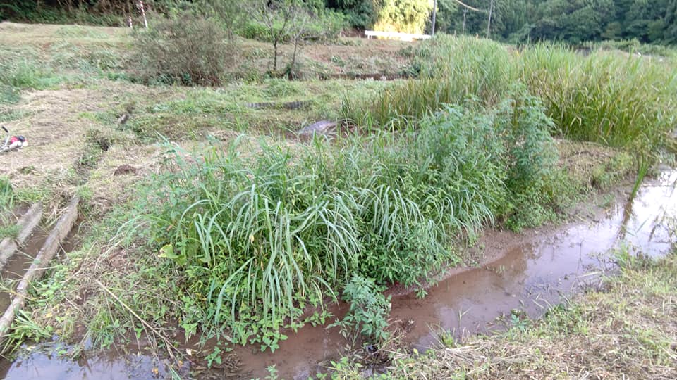 草刈りでイノシシが来ていることに気がつきました-2021-08-19