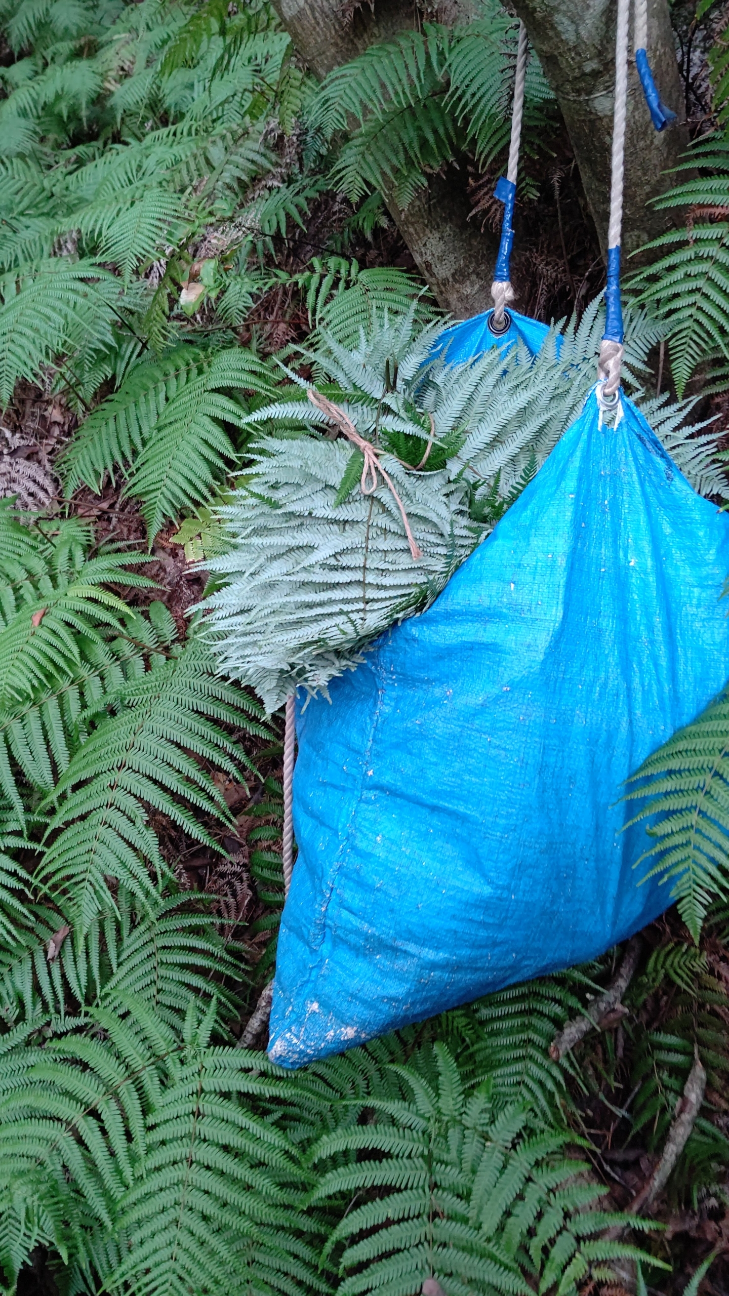 来年の正月のしめ飾り用のウラジロの採取を始めました-2021-10-16