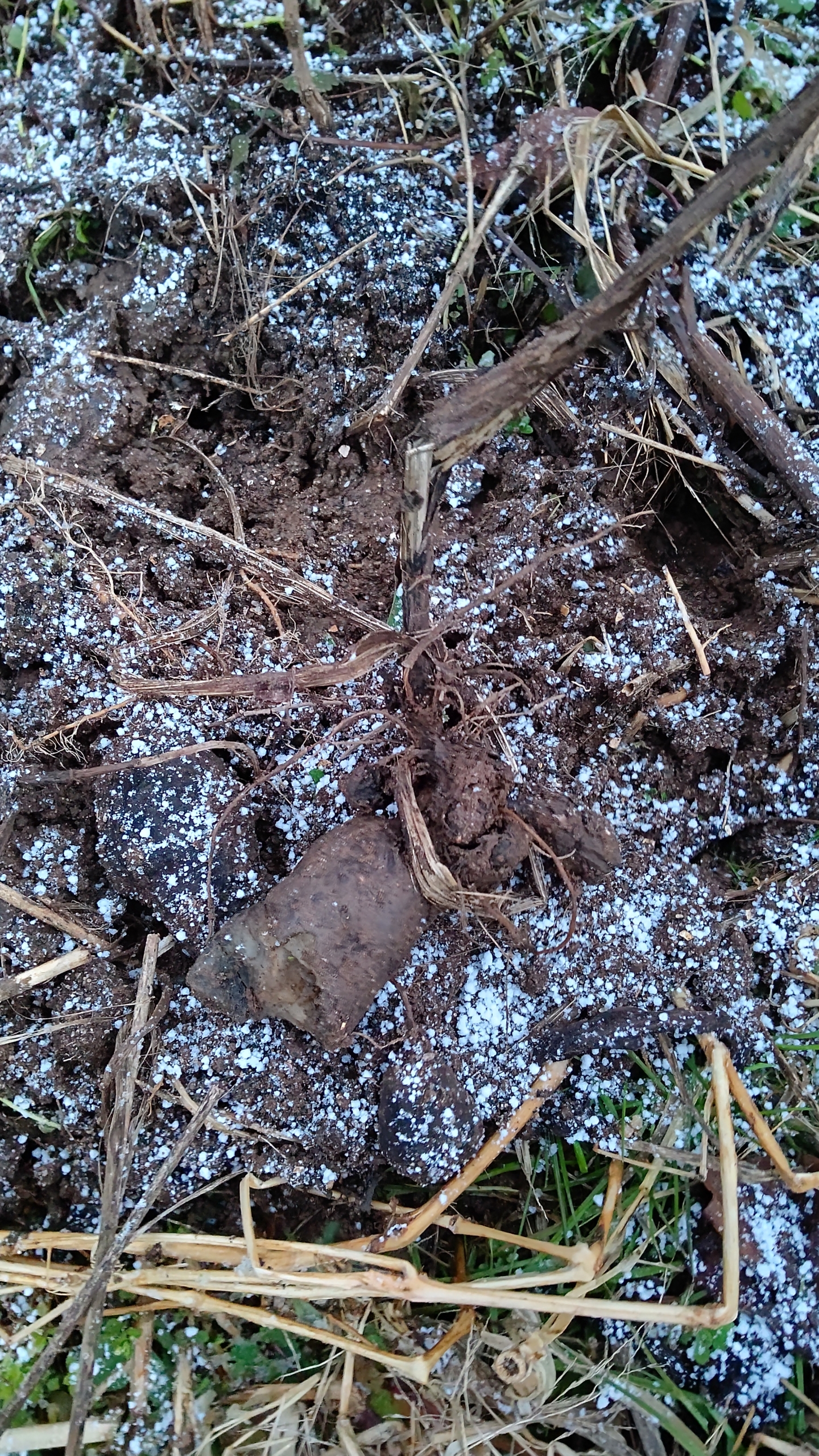 西洋ワサビをイノシシ避けに植えている畑です-2022-02-16