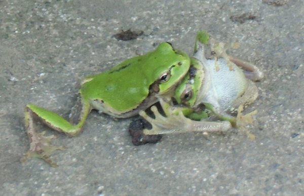 思っていた以上に有機栽培自粛期間の3年間は長かったです-2022-11-27