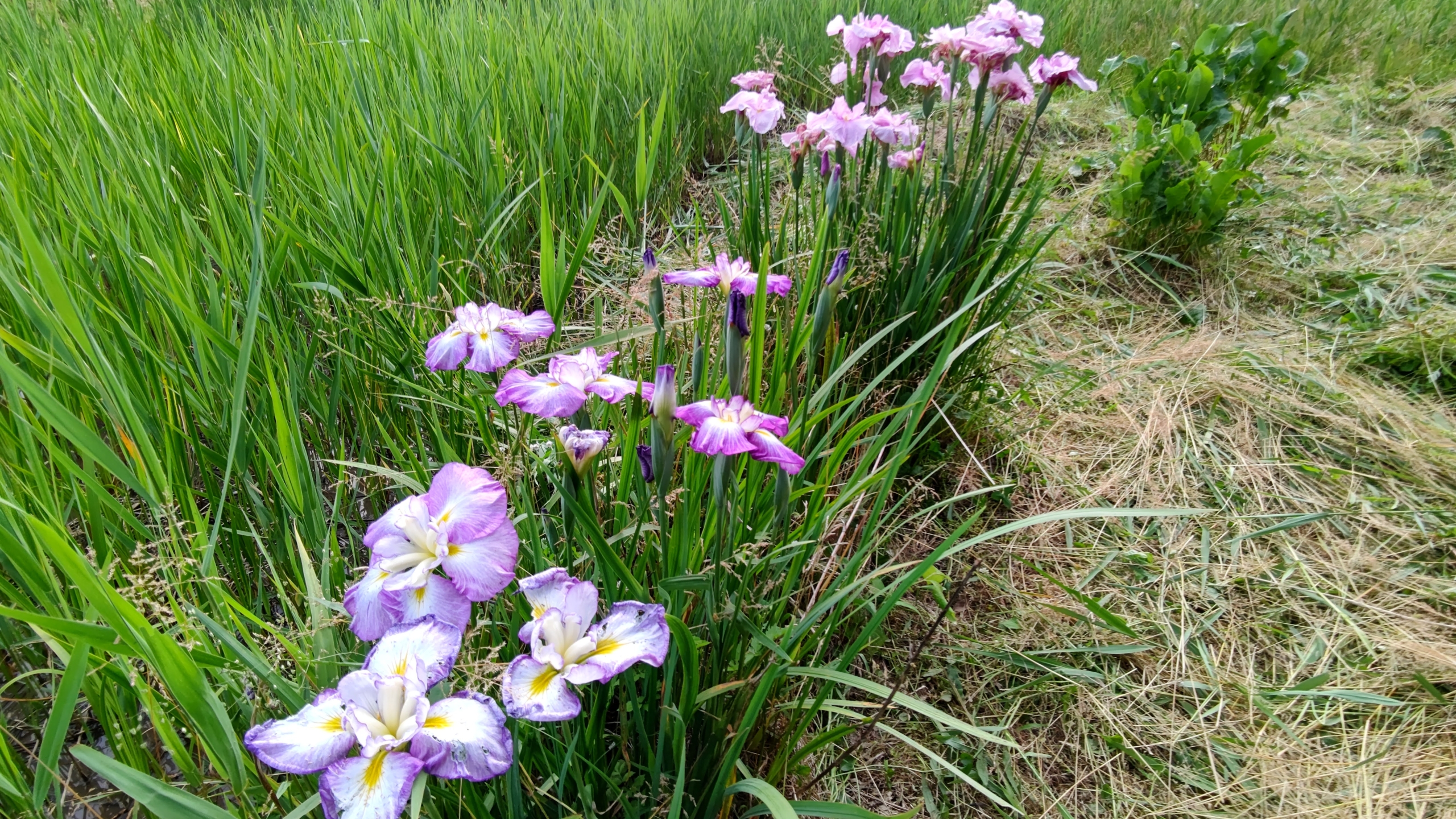 甲(かぶと)駅の周りを草刈り-2021-06-12