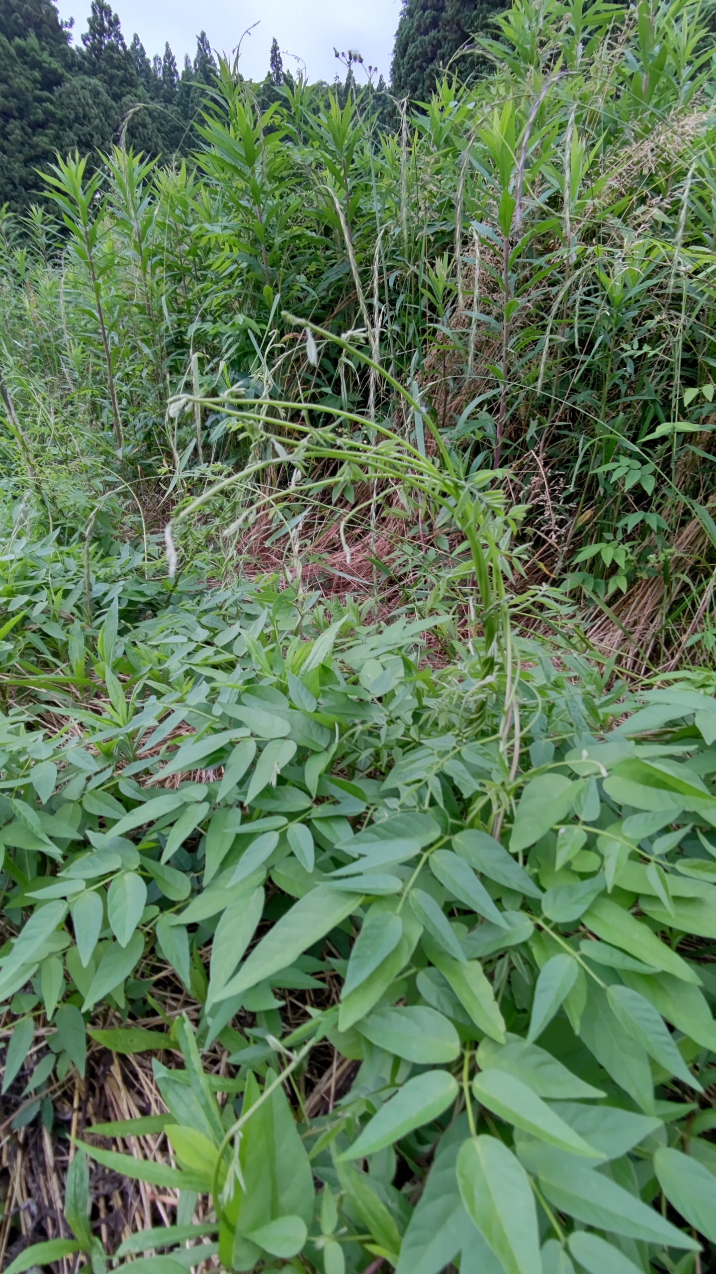 アピオスの種イモの栽培場所に支柱を立てました-2021-06-17