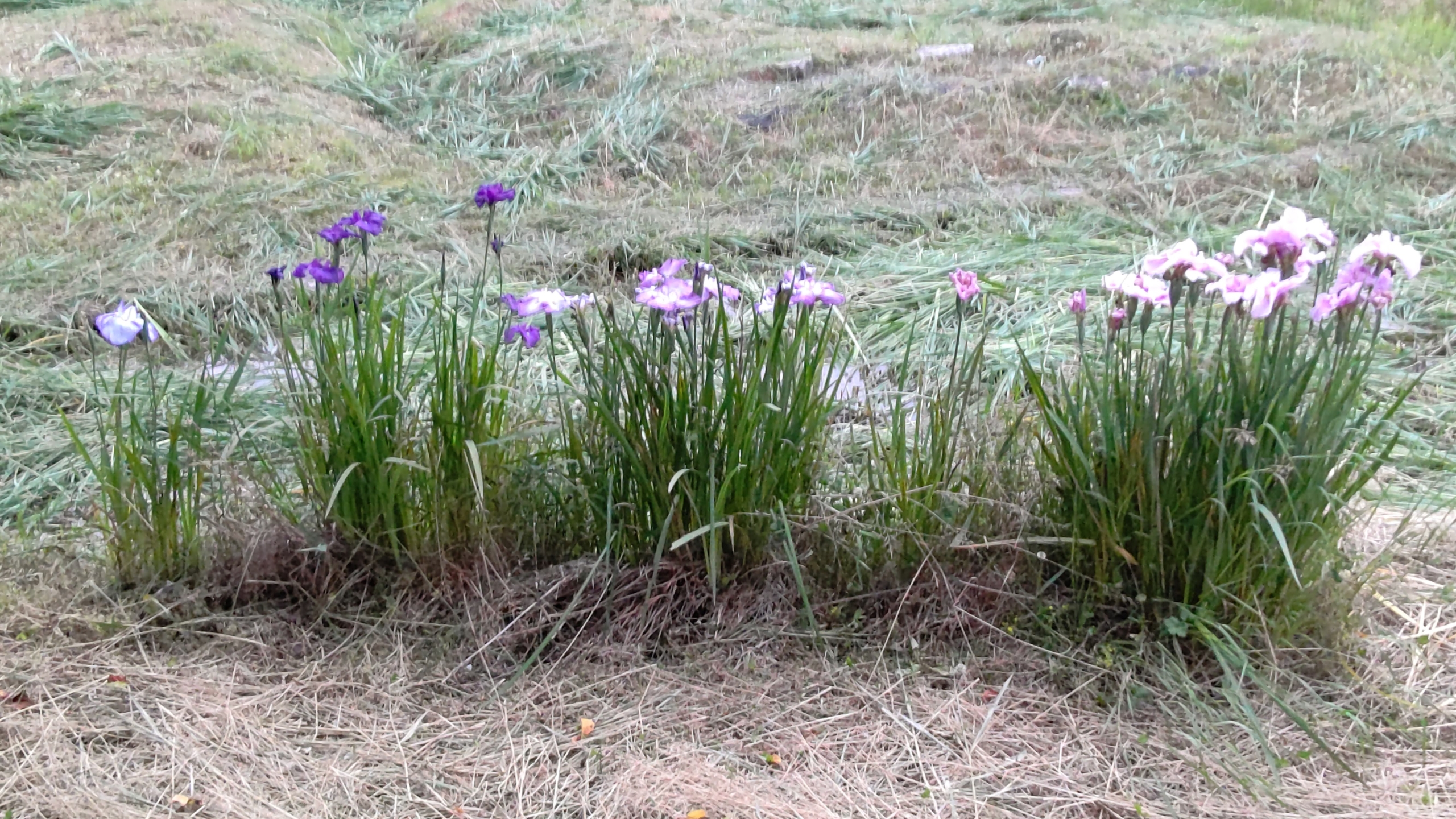 花菖蒲が全部咲きました-2021-06-17