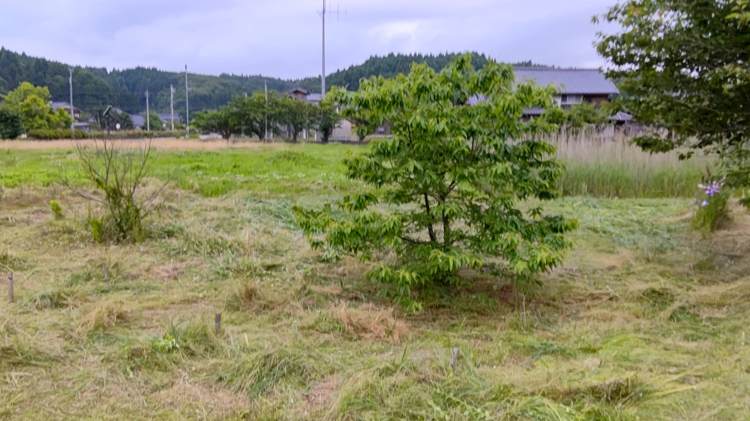 今年の栗は実がならないかもしれない-2021-06-17