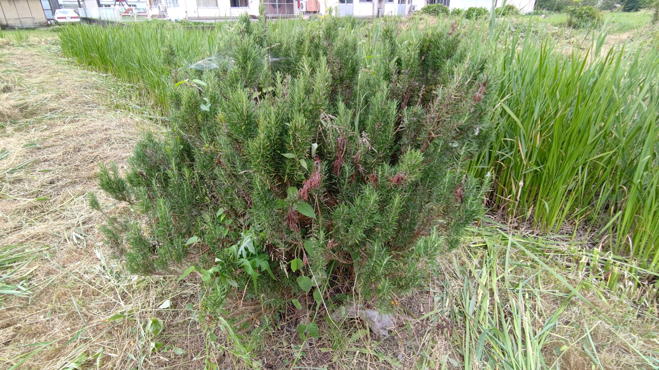 ローズマリーは一部の枝が枯れてました-2021-06-18