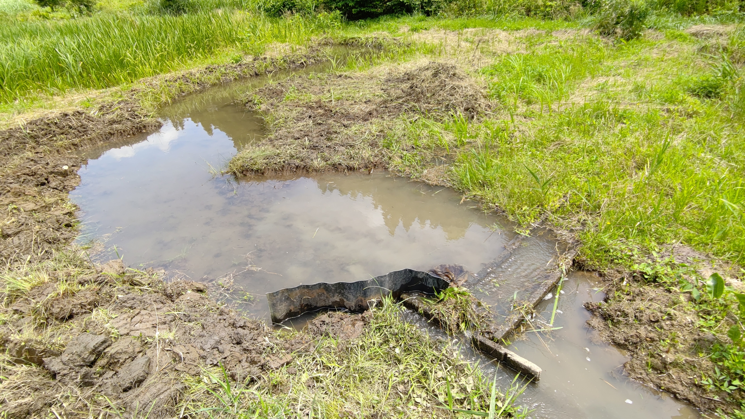 西洋ワサビでイノシシ被害が防げると判断したので工事を始めました-2021-06-24