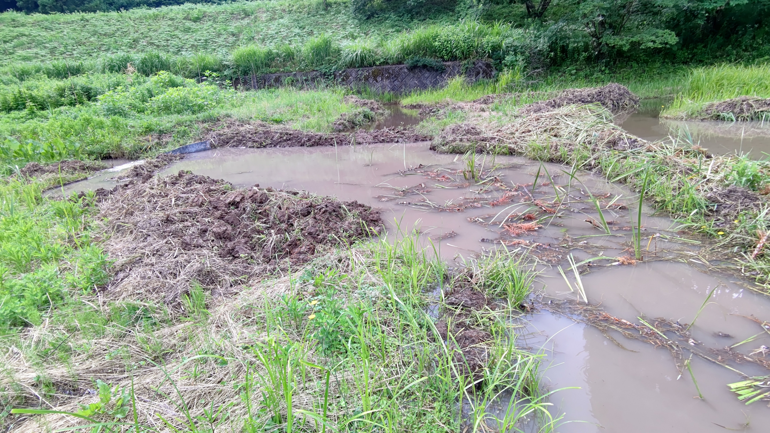 ひとつの区画が大体終わった-2021-06-29