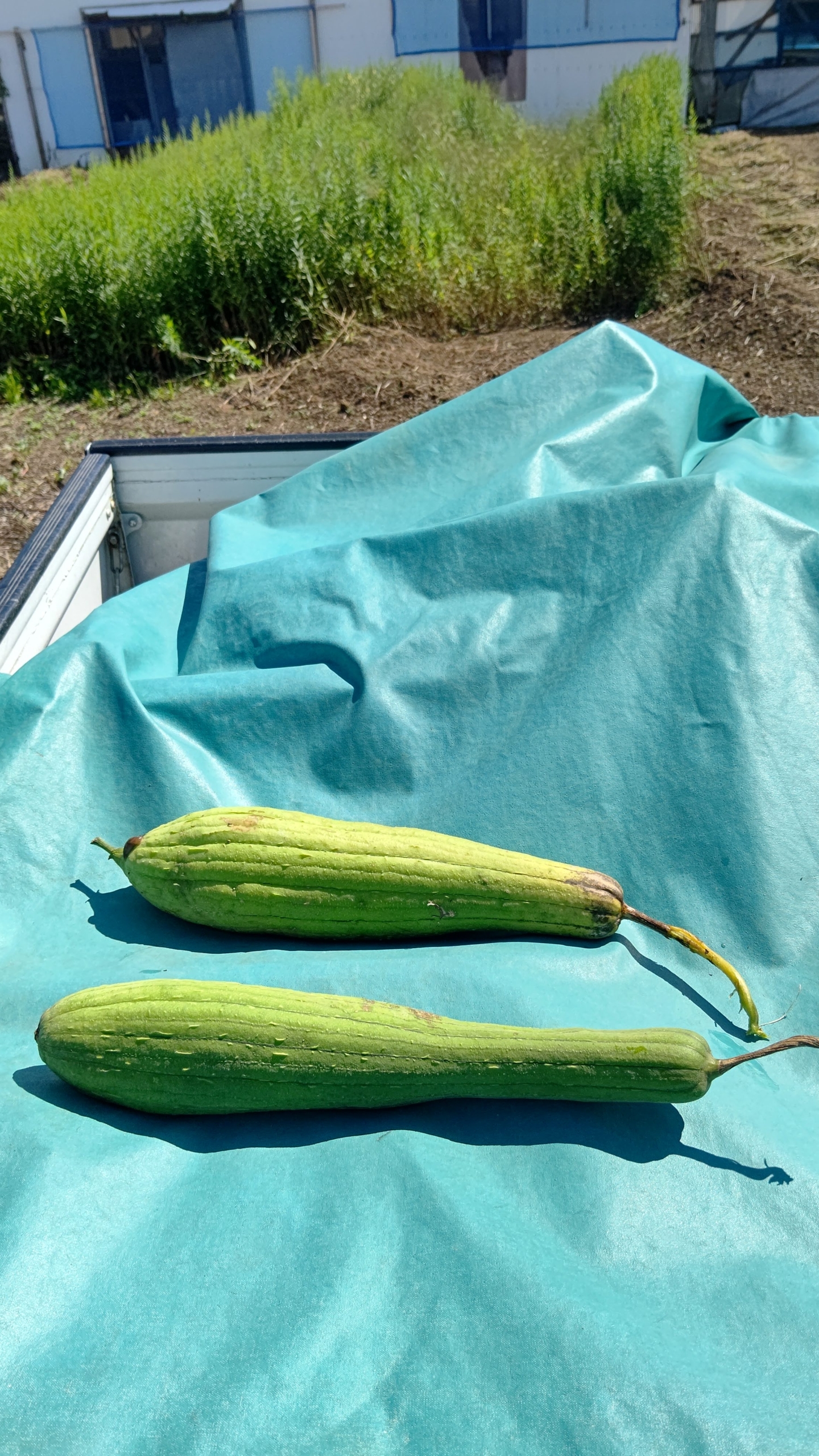 ヘチマの実についている茎が茶色く枯れてきて来た-2021-09-28