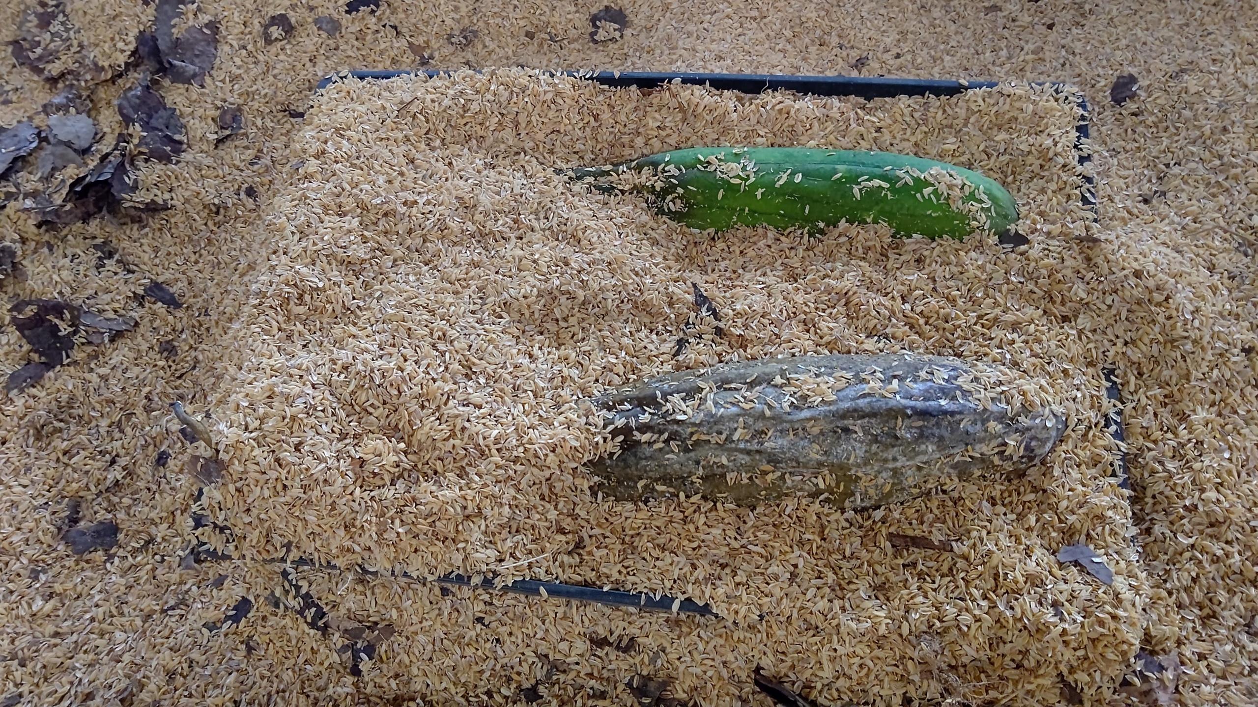 有機農業といっても堆肥やぼかし肥料はきちんと完熟させたものを使わないと出来た野菜は腐るからね-2021-10-19