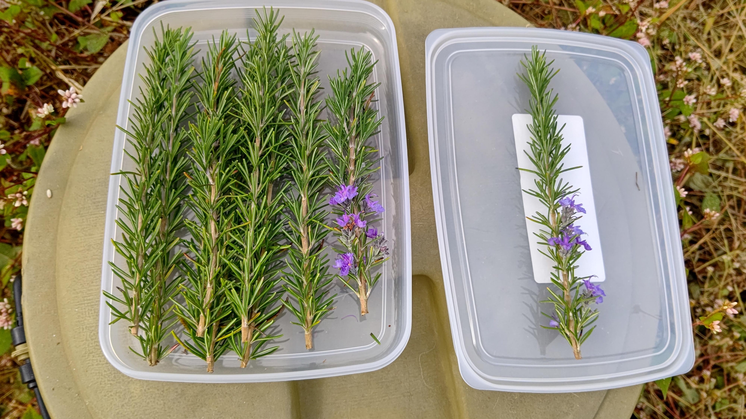 森本石油さんへローズマリートスカナブルーの小枝を届けました-2021-11-01